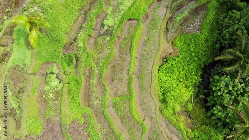 Wallpaper Mural Aerial footage of rice terraces in Ubud Bali Torontodigital.ca