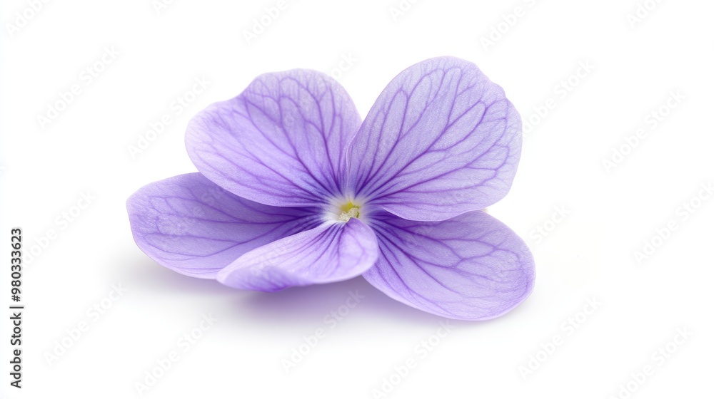 Obraz premium Close-up of a violet flower, purple petals in full bloom, soft green backdrop, on solid white background, single object