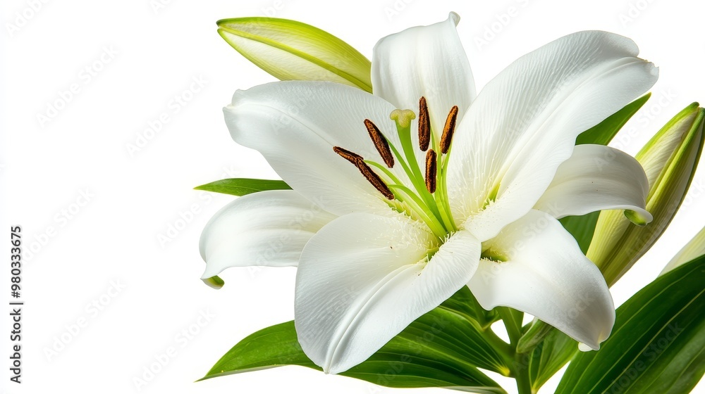 Obraz premium Close-up of a white lily in full bloom on solid black background, elegant petals with soft lighting for wedding content.