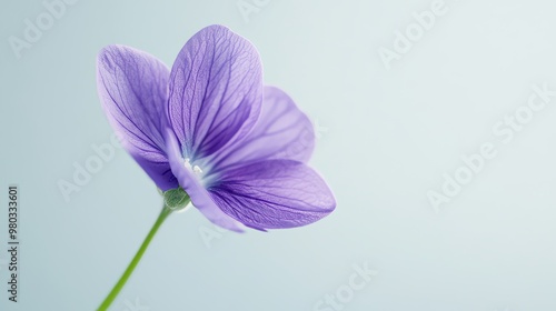 Close-up of a violet flower, purple petals in full bloom, soft green backdrop, on solid white background, single object photo