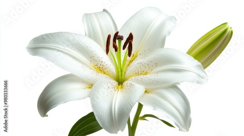 Close-up of a white lily in full bloom on solid black background, elegant petals with soft lighting for wedding content.