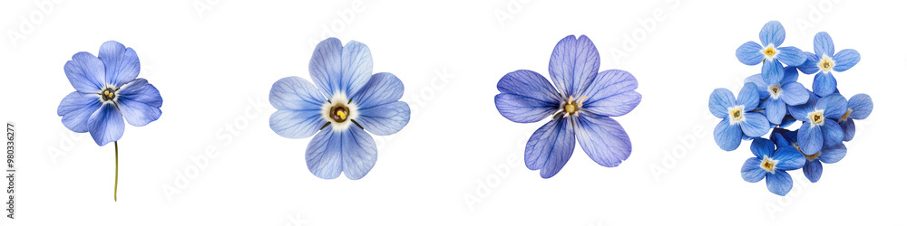 Fototapeta premium A collection of delicate blue flowers showcasing various stages of bloom, perfect for nature-themed projects and designs. transparent background