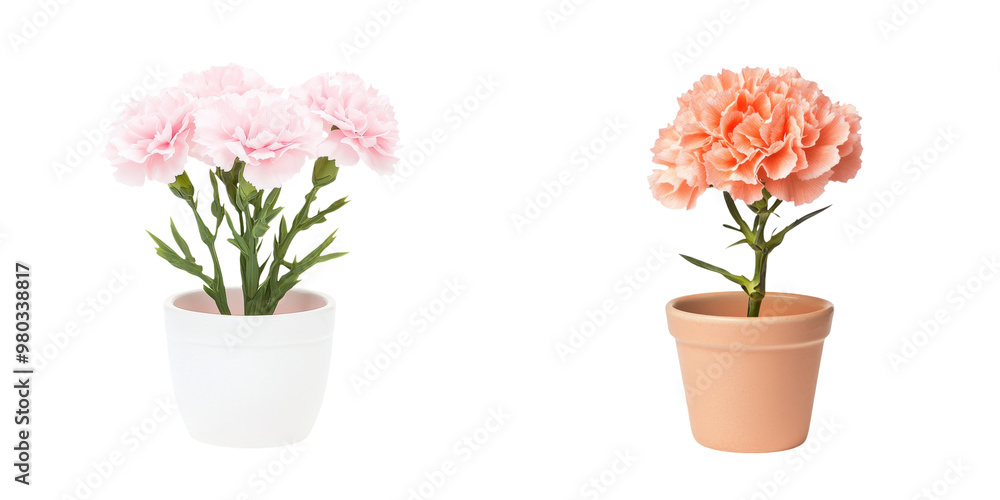 Obraz premium Beautiful floral arrangement of pink and peach carnations in elegant pots, perfect for home decor and floral design. transparent background