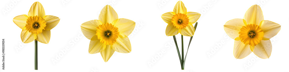 Beautiful yellow daffodils arranged artistically, perfect for spring themes and floral decor. transparent background Beautiful yellow daffodils arranged artistically, perfect for spring themes and floral decor. transparent background