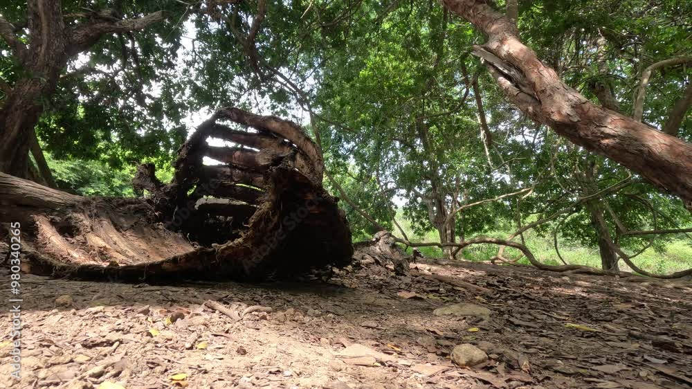 Close shot of a Komodo dragon approaching an Asian water buffalo carcass filmed on the forest floor in Indonesia. Close shot of a Komodo dragon approaching an Asian water buffalo carcass filmed on the forest floor in Indonesia.