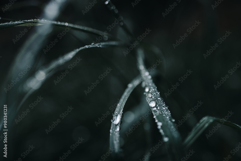Macro Photography of Dew Drops on Autumn Grass – Serene Morning Nature Close-Up