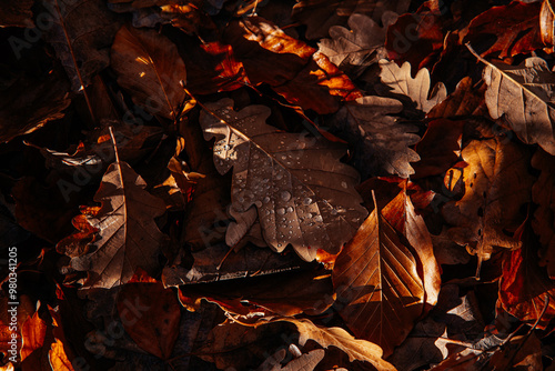 Autumn Leaves Covered in Dew Drops Under Soft Morning Light photo