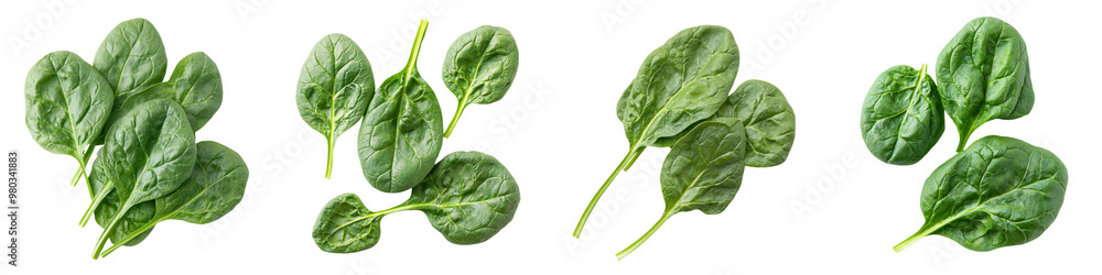 Fresh spinach leaves arranged beautifully for healthy cooking and nutrition, perfect for salads and recipes. transparent background Fresh spinach leaves arranged beautifully for healthy cooking and nutrition, perfect for salads and recipes. transparent background