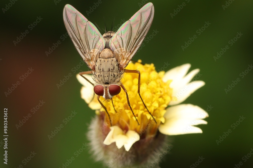 A macro photograph of a fly perched on a yellow flower, with its wings spread and its red eyes visible. This image is perfect for illustrating nature, insects, and pollination. Green blurred backgroun A macro photograph of a fly perched on a yellow flower, with its wings spread and its red eyes visible. This image is perfect for illustrating nature, insects, and pollination. Green blurred backgroun