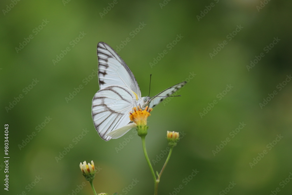 Macro photo of a beautiful white butterfly with black veins on its wings rests on a yellow flower. This image is perfect for nature, spring, and wildlife-themed projects. Green blurred background Macro photo of a beautiful white butterfly with black veins on its wings rests on a yellow flower. This image is perfect for nature, spring, and wildlife-themed projects. Green blurred background