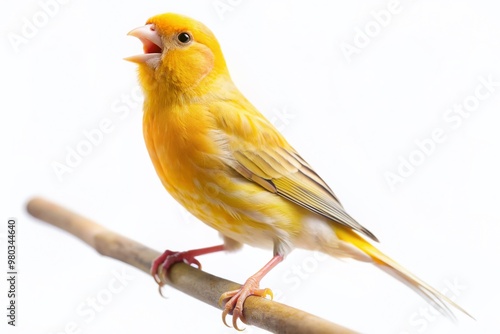 Vibrant yellow canary perches alone on a clean white background, singing sweet melodies, embodying music and joy, with intricate feathers and delicate features.