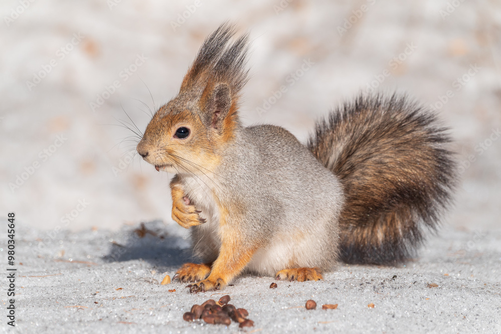 The squirrel in winter sits on white snow. The squirrel in winter sits on white snow.