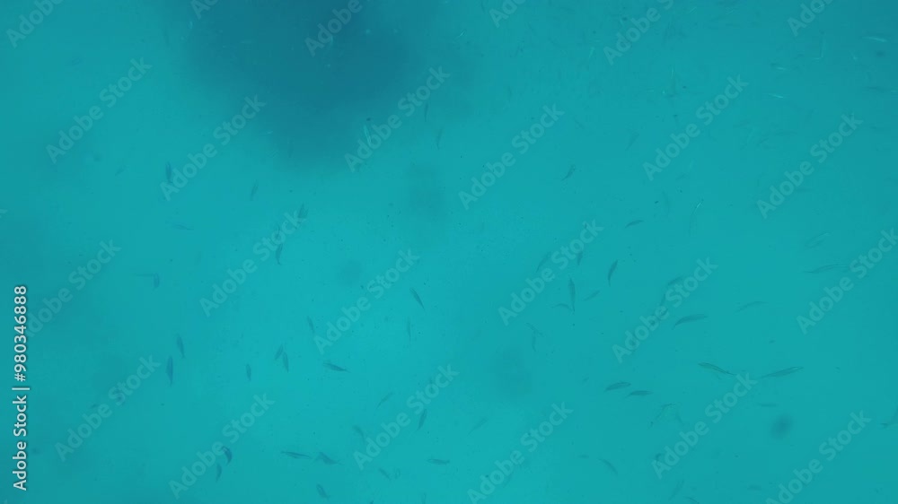 underwater world of the ocean, fish swim in the sea depths underwater world of the ocean, fish swim in the sea depths