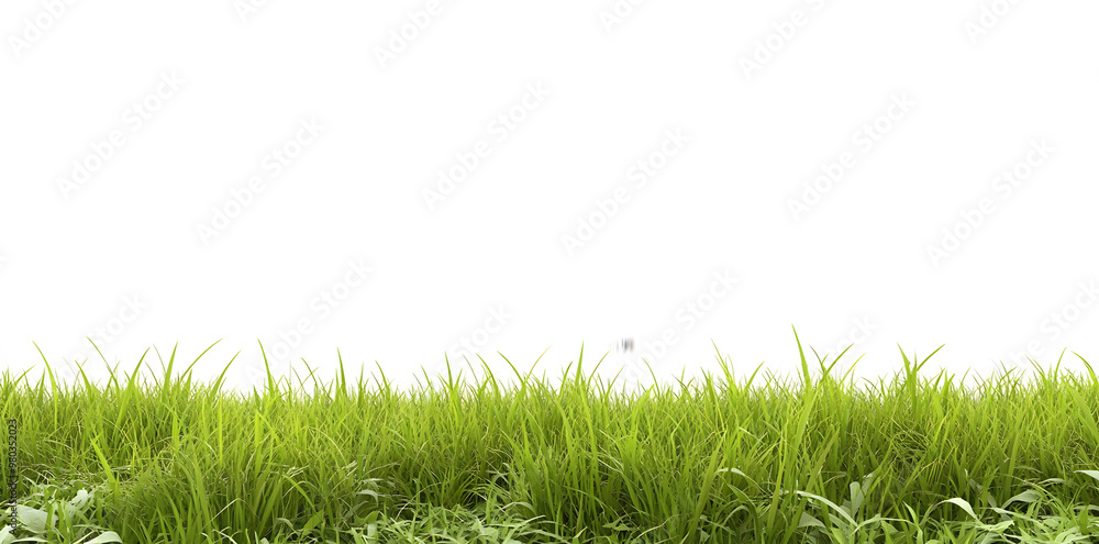Vibrant green grass meadow isolated on a white backdrop Vibrant green grass meadow isolated on a white backdrop