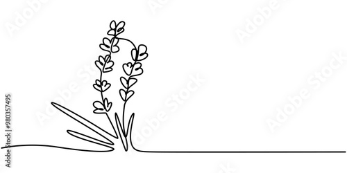 Lavender plant bunch, branch vector illustration. One continuous line drawing illustration organic lavender, Continuous one line drawing of lavender. Modern style vector illustration on isolated