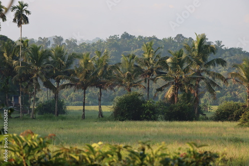 Wallpaper Mural rice field in island Torontodigital.ca