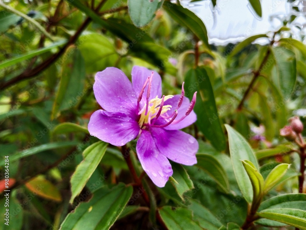 The senduduk flower, with its bright purple hue, features wide petals and yellow and purple stamens. This flower blooms amidst lush green foliage, creating a beautiful contrast. The senduduk flower, with its bright purple hue, features wide petals and yellow and purple stamens. This flower blooms amidst lush green foliage, creating a beautiful contrast.