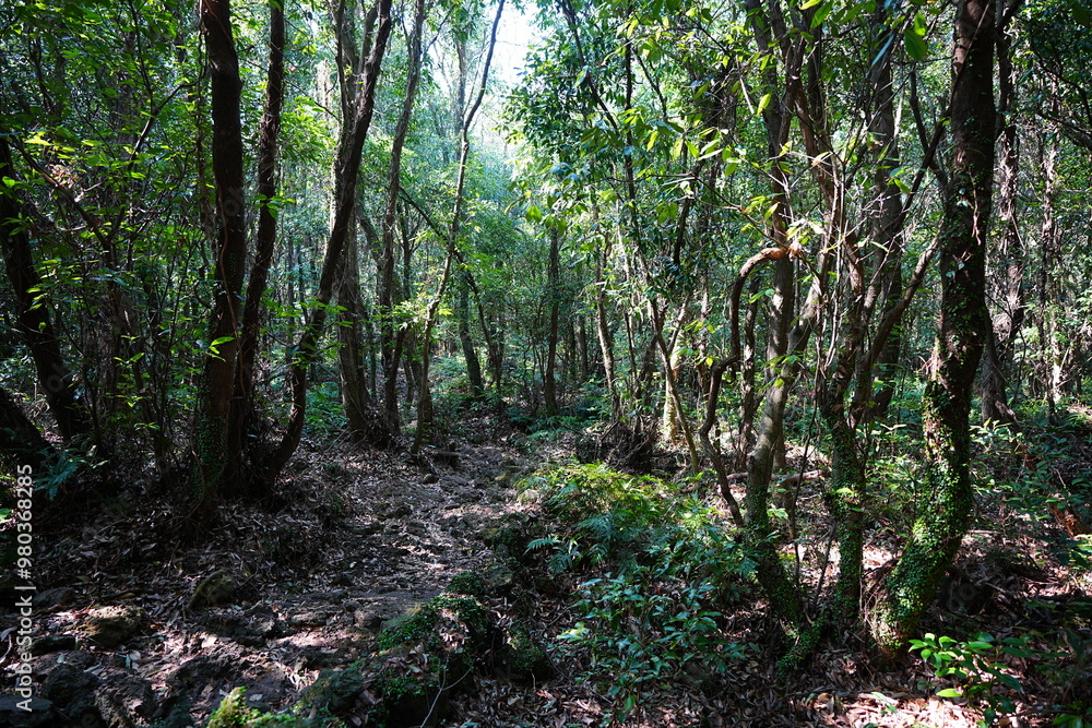 Obraz premium dense spring forest in the gleaming sunshine