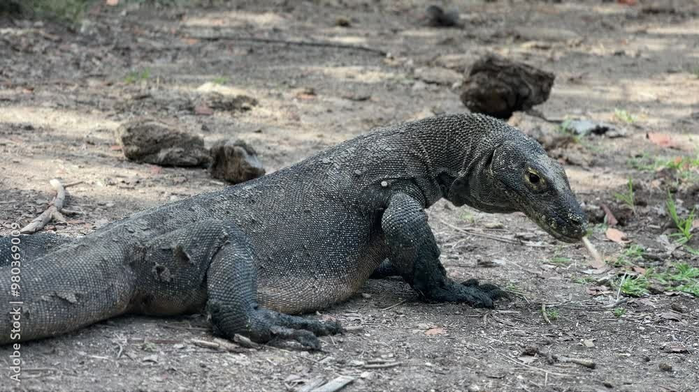 Young Komodo dragon smells the air with forked tongue in Komodo National Park, Indonesia. Young Komodo dragon smells the air with forked tongue in Komodo National Park, Indonesia.
