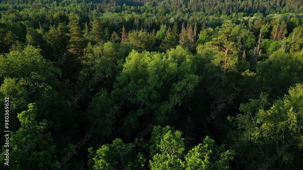 Smooth lateral movement along the tree tops of a rich forest. Smooth lateral movement along the tree tops of a rich forest.
