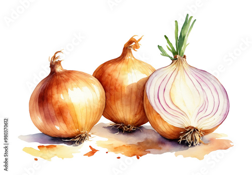 Wallpaper Mural Watercolor illustrations of onion isolated on a transparent background. Botanical images of vegetables for design, card, poster, textile, menu, book, sticker, packing, print, label.	 Torontodigital.ca