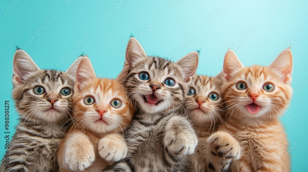 Group of kittens posing on blue background Group of kittens posing on blue background