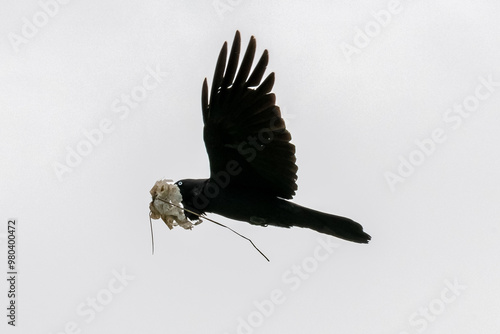 Australian Raven flying in the sky with nesting material photo