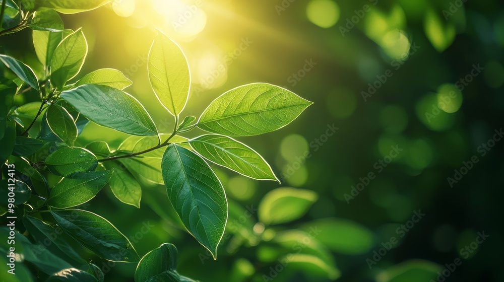 Green Leaf Sunlit Background With Bokeh Green Leaf Sunlit Background With Bokeh