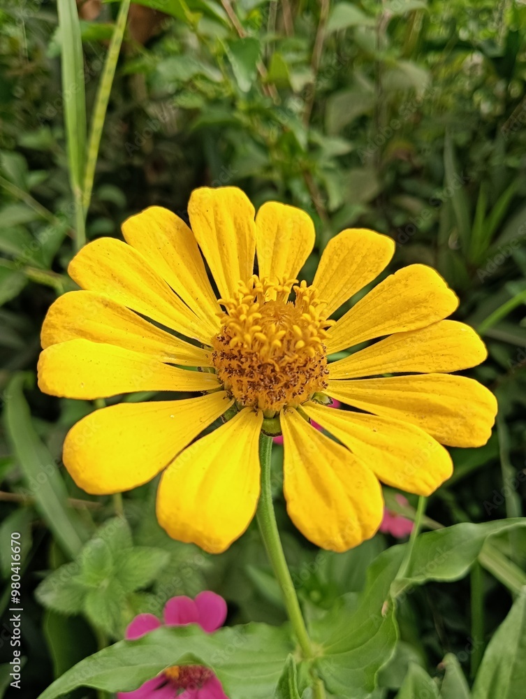 yellow dahlia flower yellow dahlia flower