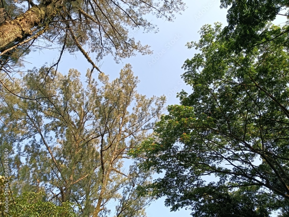 branches against sky branches against sky
