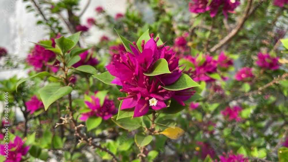 Pink bougainvillea flowers in dense clusters blown by the morning breeze in the garden Pink bougainvillea flowers in dense clusters blown by the morning breeze in the garden