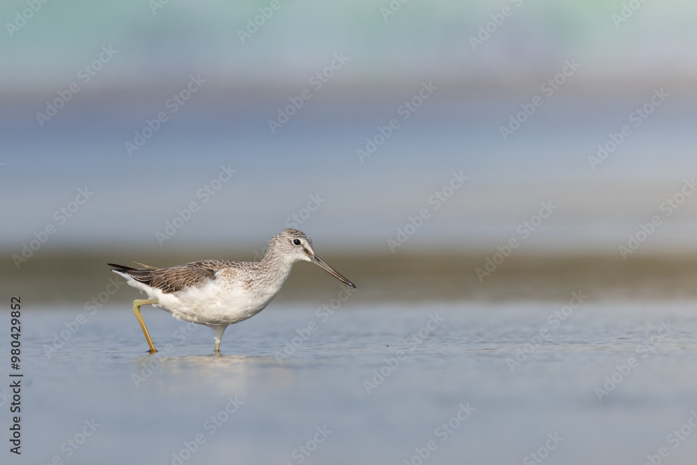 Shorebird Greenshank Tringa nebularia bird with long beak, standing in the mud, blurred background, migratory bird, summer in Poland, Europe Shorebird Greenshank Tringa nebularia bird with long beak, standing in the mud, blurred background, migratory bird, summer in Poland, Europe