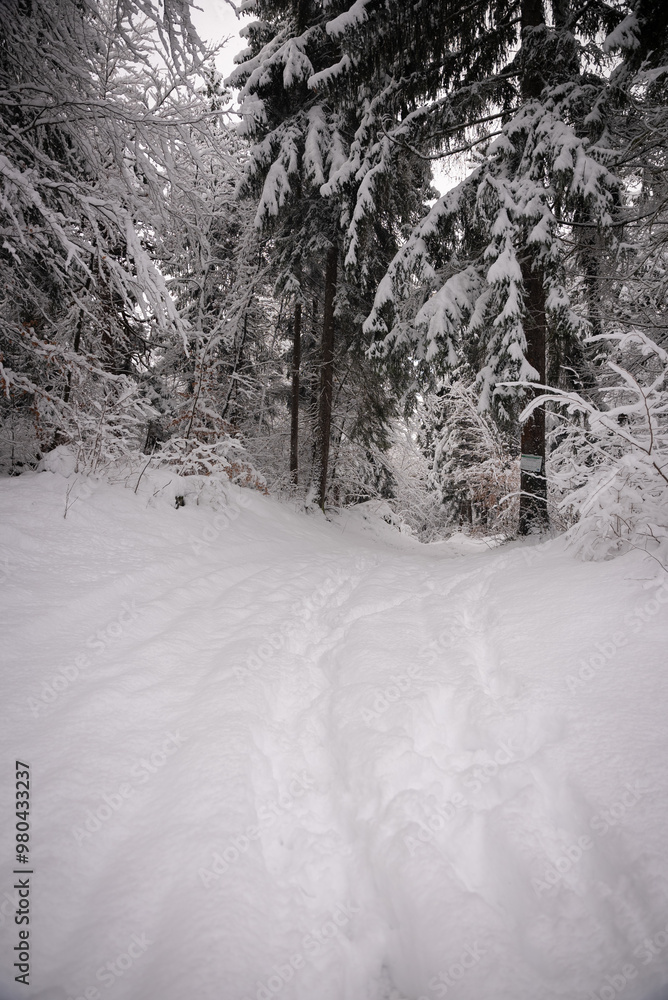 Fototapeta premium snow covered trees. path with footprints. vertical