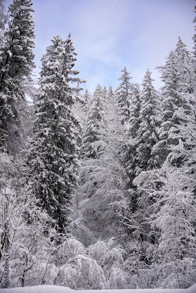 snow covered trees. vertical snow covered trees. vertical