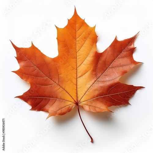 Wallpaper Mural maple leaf isolated on white background Torontodigital.ca
