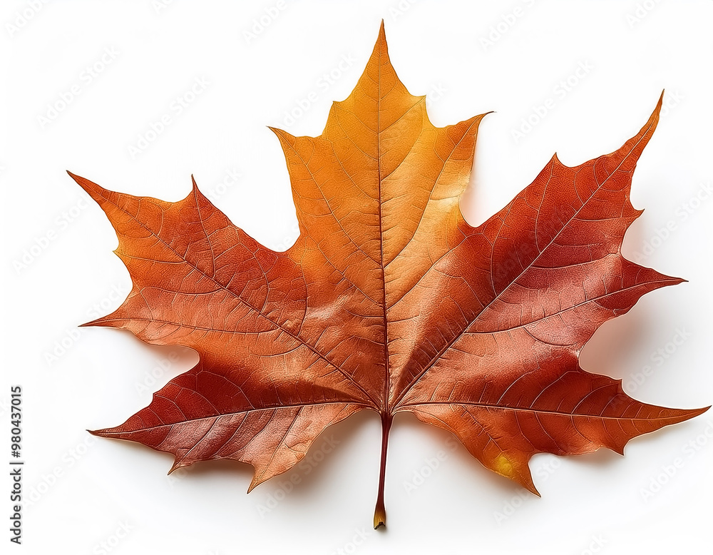 Fototapeta premium maple leaf isolated on white background