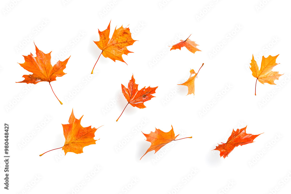 Autumn maple leaves falling isolated on white background
Autumn maple leaves falling isolated on white background