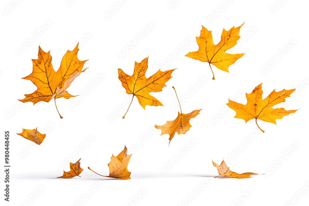 Autumn maple leaves falling isolated on white background
Autumn maple leaves falling isolated on white background