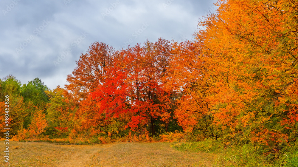 Naklejka premium autumn landscape with trees