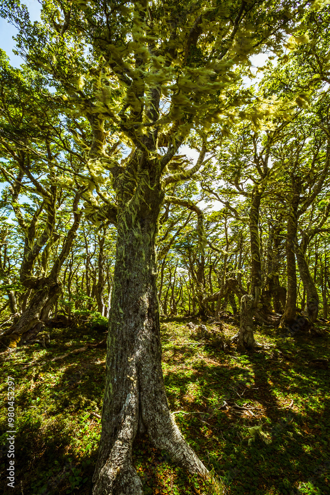 Evergreen beech forest near foot of Andes mountains, Patagonia, Argentina, South America, chile Evergreen beech forest near foot of Andes mountains, Patagonia, Argentina, South America, chile