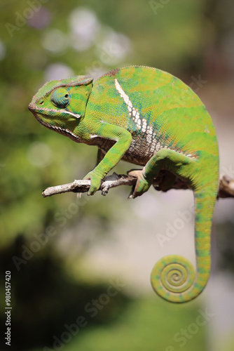 Camaleonte del Madagascar, primo piano photo