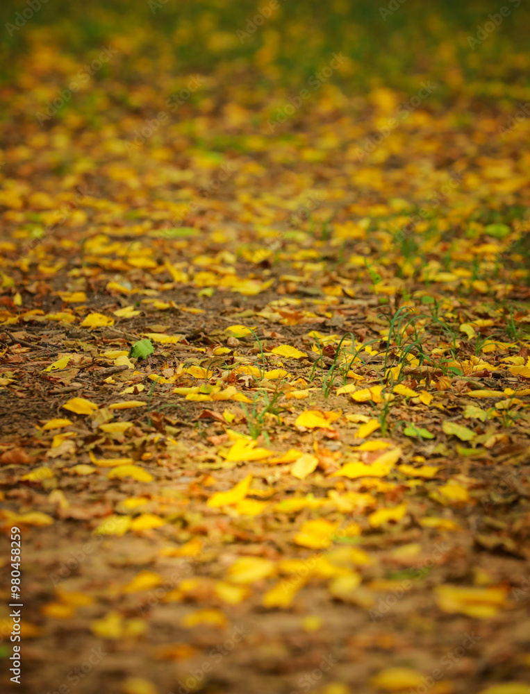 Autumn, falling leaves, golden yellow leaves. Autumn, falling leaves, golden yellow leaves.