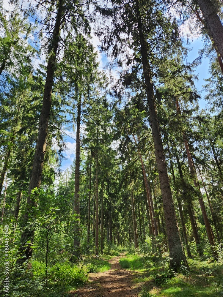 Fototapeta premium pine forest in the morning