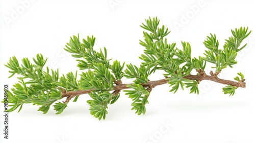 Juniper branch, on white background photo