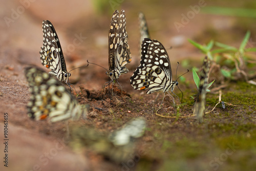 Group of Butterflies on Ground, Nature Close-Up Photo, Butterflies Gathering Soil, Wildlife Photography, Wild Butterflies on Soil, Macro Insect Photography, CloseUp View Insect Behavior Stock Photo. photo