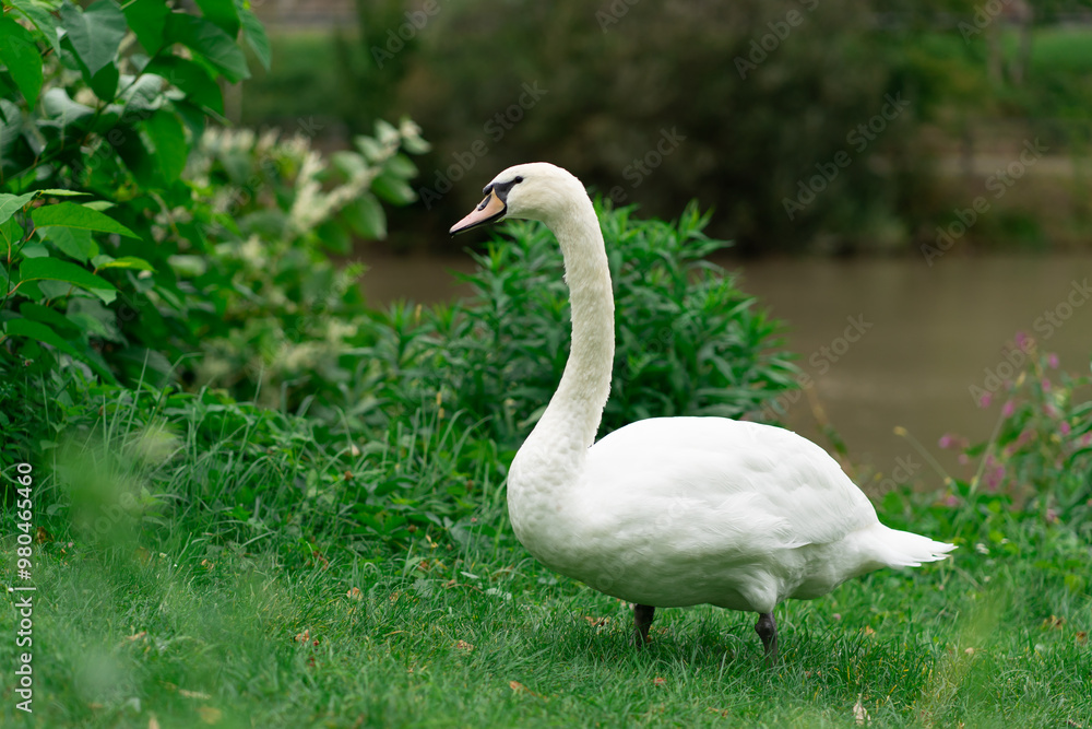 One white swan on green grass near a small river One white swan on green grass near a small river
