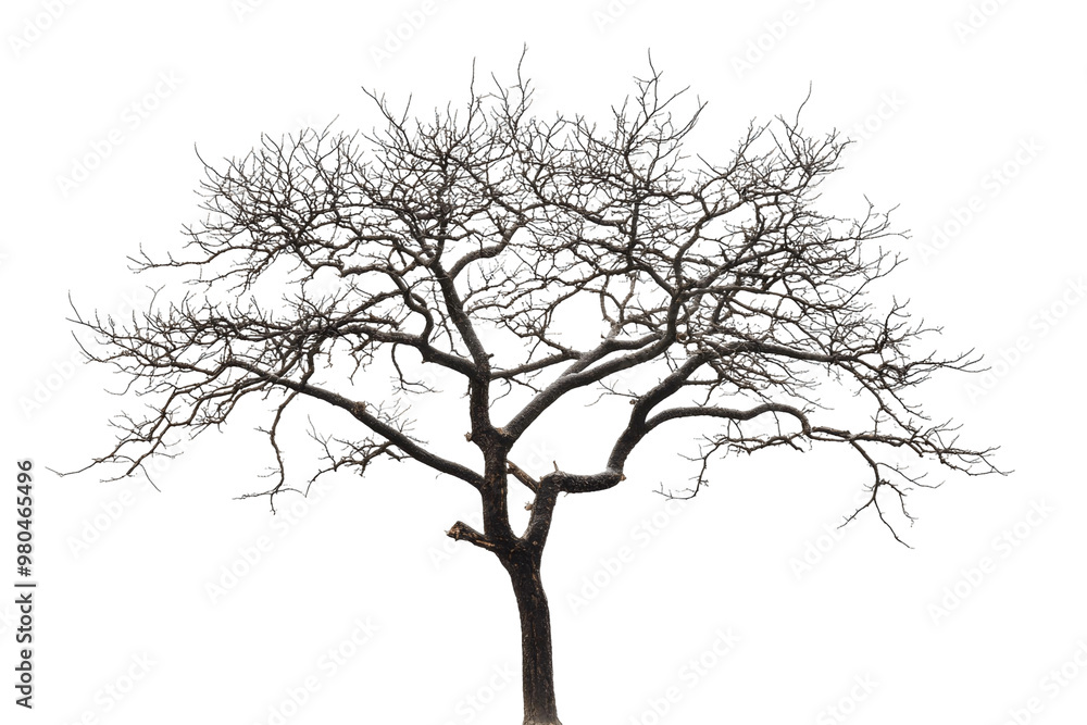 tree isolated on white tree isolated on white