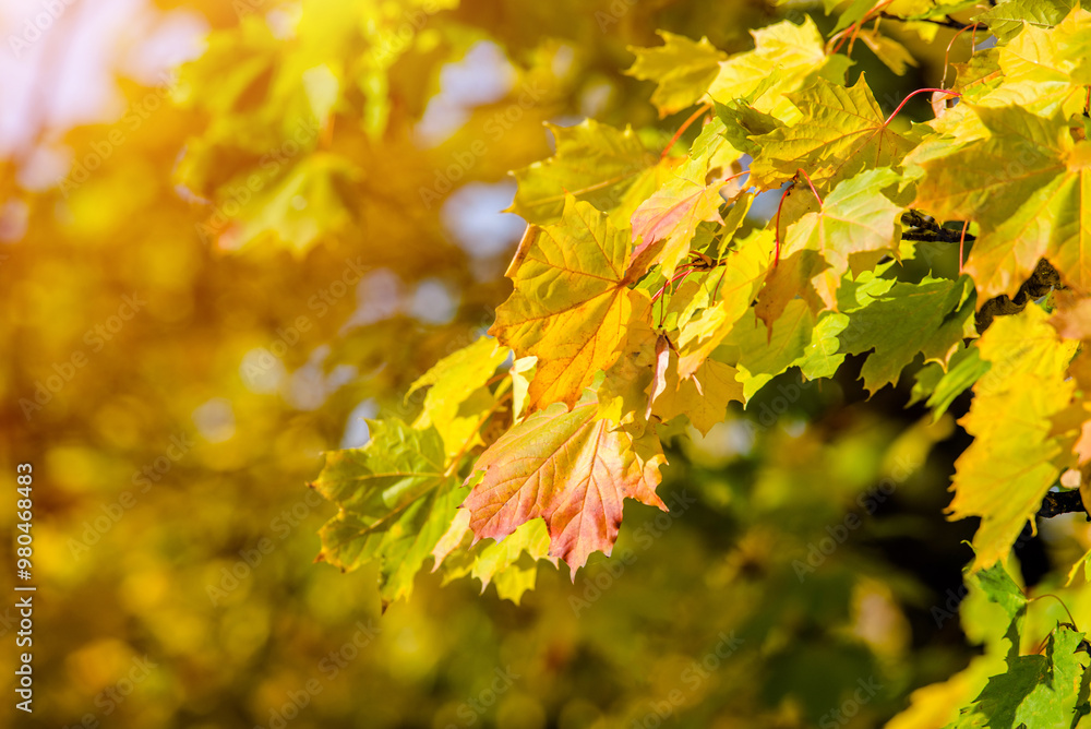Autumn background-yellow maple leaves in the city Park Autumn background-yellow maple leaves in the city Park
