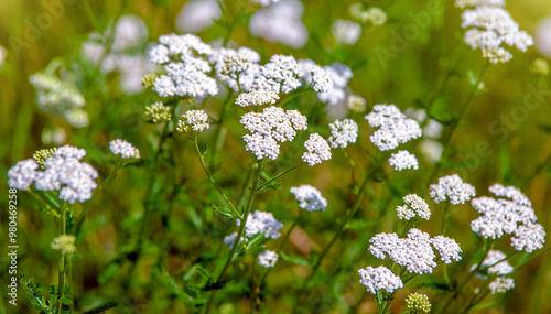 Yarrow flowers on a green natural background 