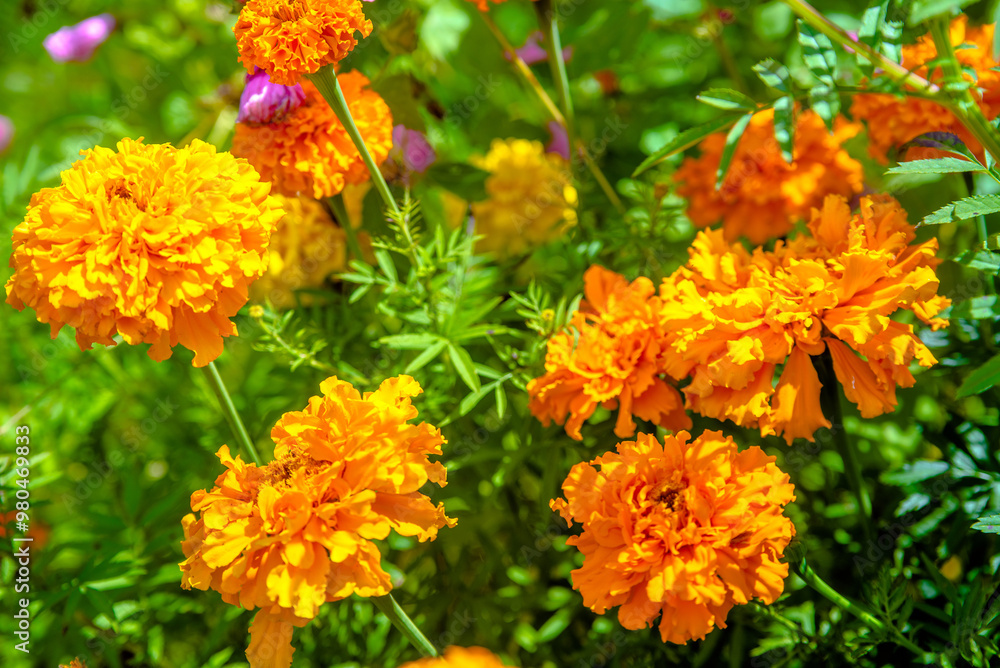 Orange marigolds grow in the flower bed
Orange marigolds grow in the flower bed